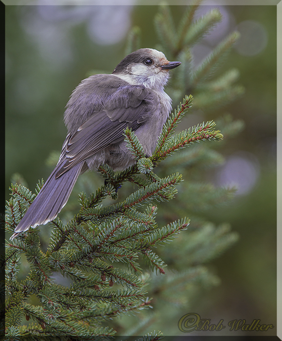 Grey Jay Bulks Up