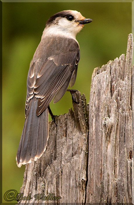 Grey Jay a.k.a Whisky Jack 