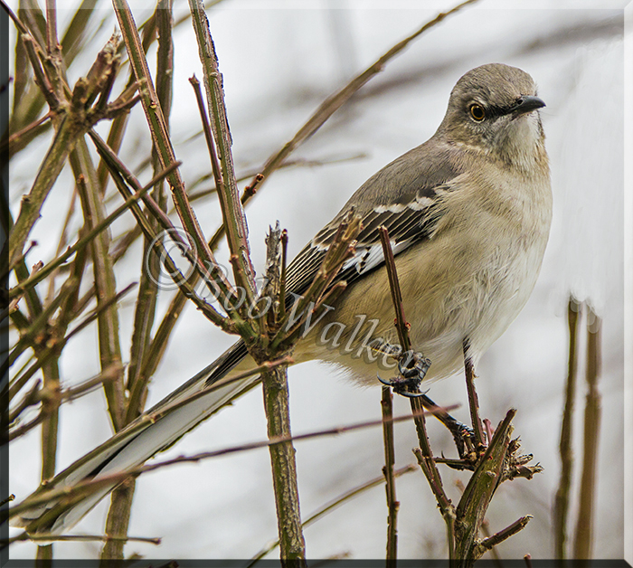 Northern Mocking Bird Posing For Me