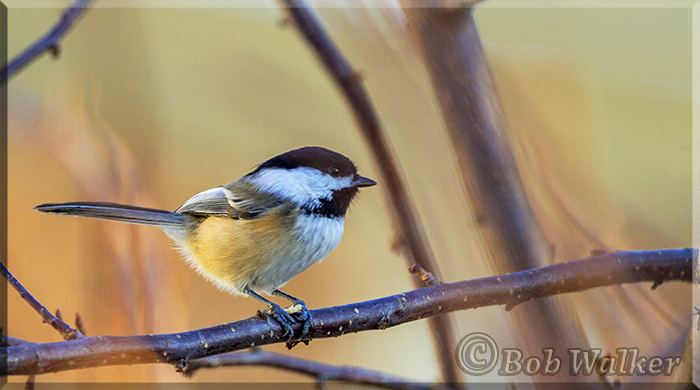 Chickadee On A Snowless Day 