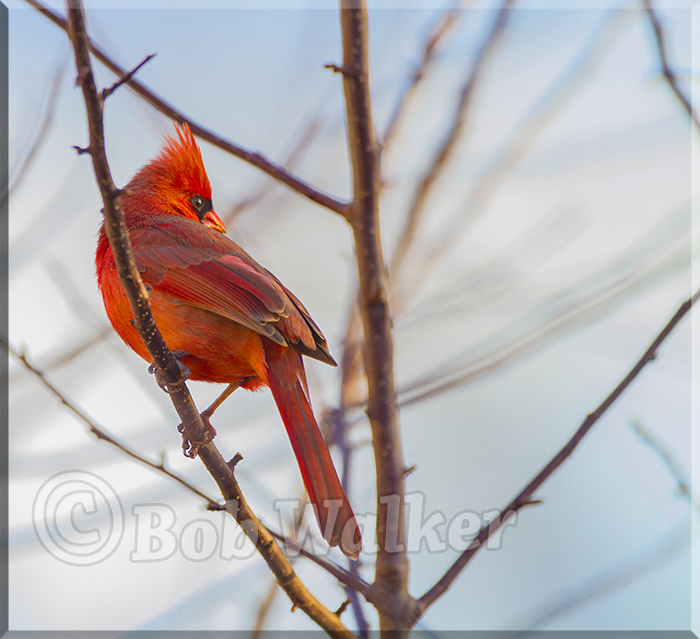 A Male Cardinal Looking Over Its Shoulder 