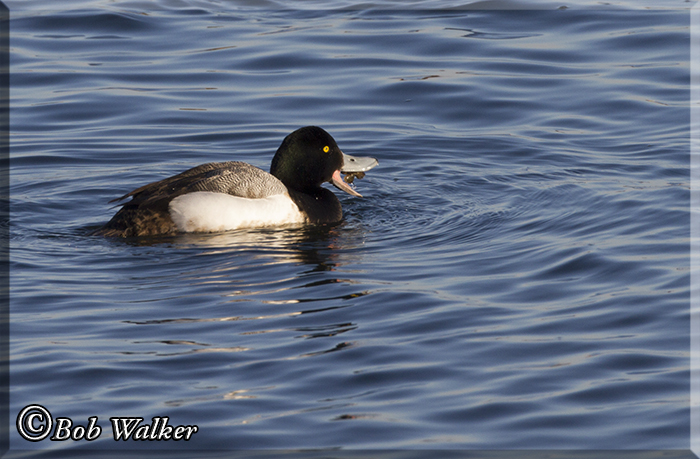 Male Scaup With A Meal