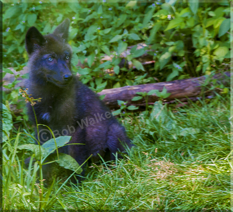 A Beautiful Black Wolf Pup 
