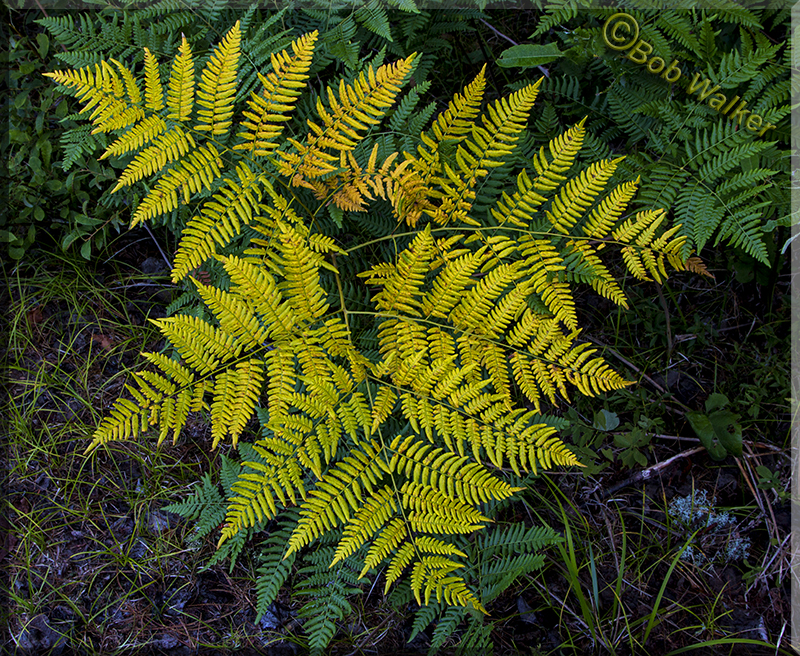 Summer Fern 2015