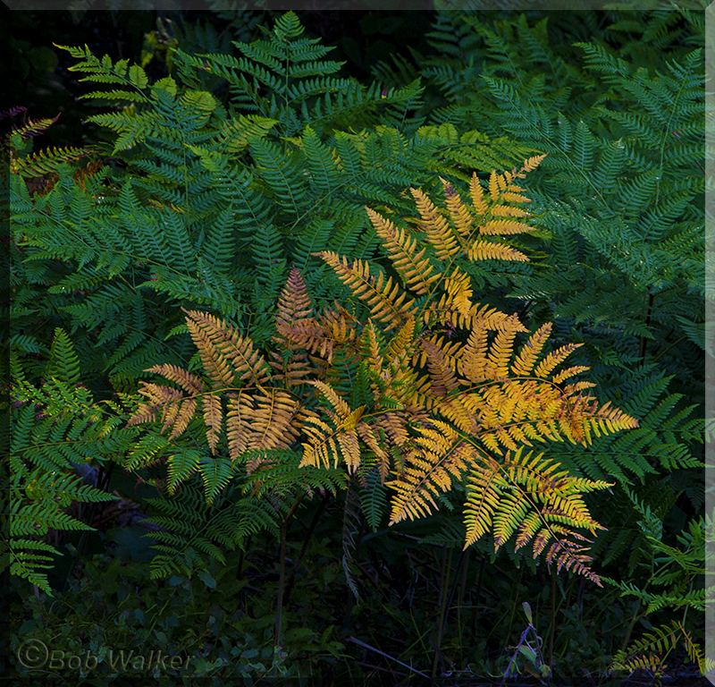 Opeongo Roads  Roadside Summer Ferns 2015