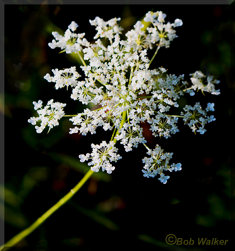 Queen Annes Lace 