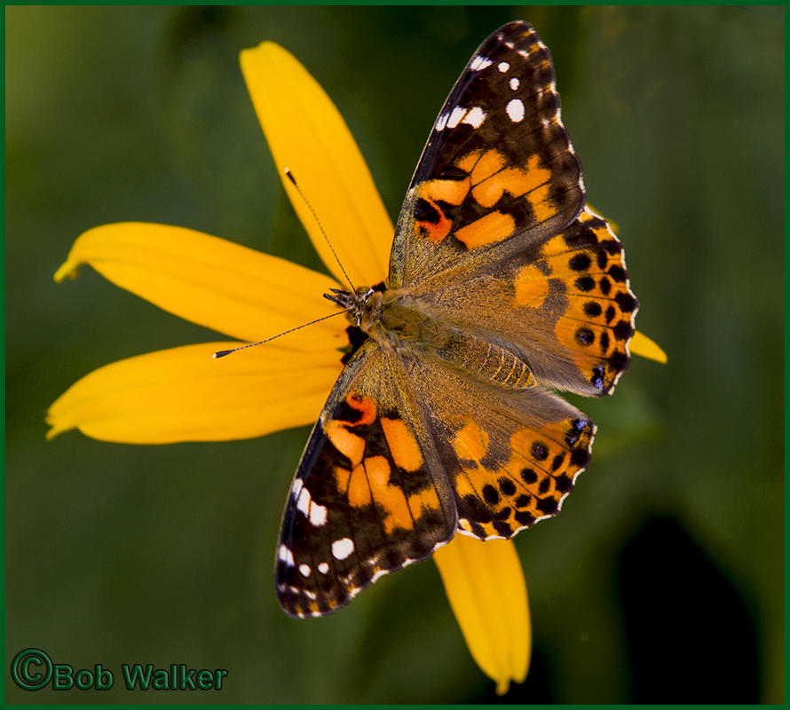 A Painted Lady Butterfly Landing On A Black-eyed Susan
