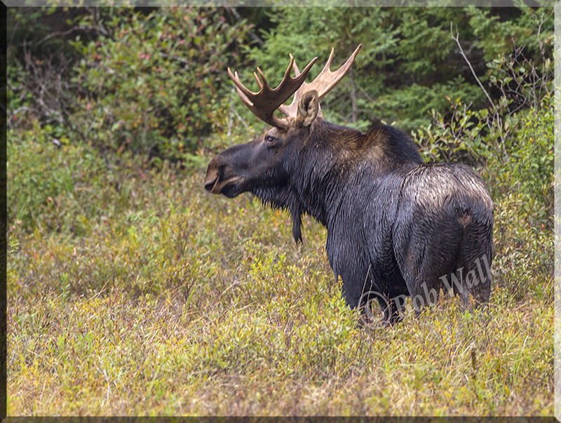 Bull Moose After Crossing Water