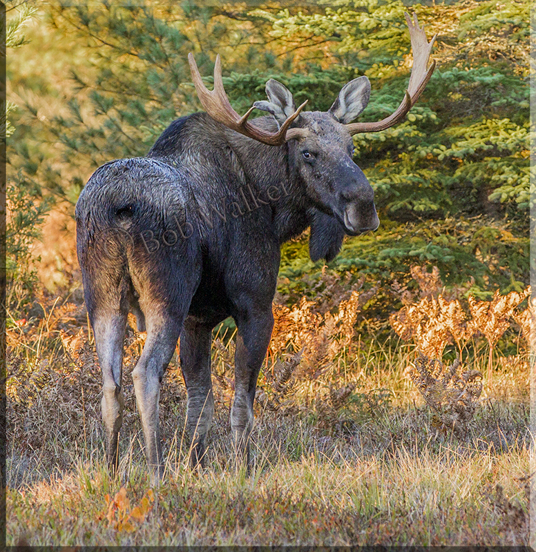 Bull Moose In Morning Sun Light