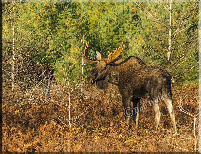 Bull Moose In Warming Morning Sun Light