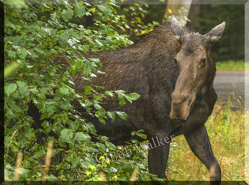 Cow Moose Coming Around Corner 