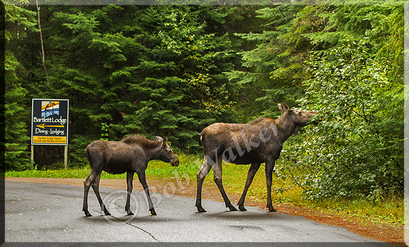 Dining In The Bartlett Lodge Area 