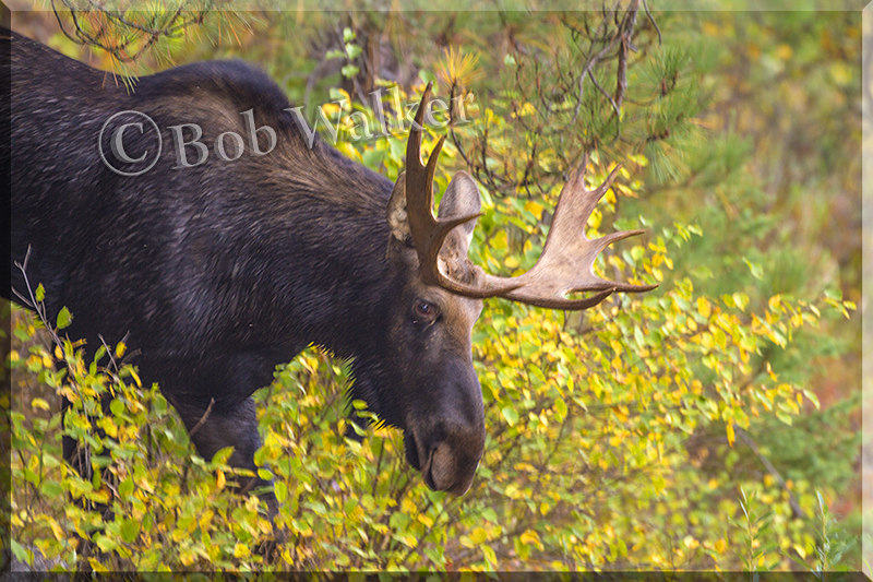 Bull Coming Out Of The Brush And Heading For The Water