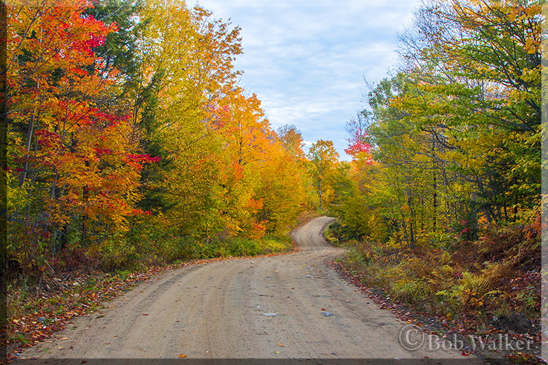Down A Mountain Road In Our Adirondack Park 