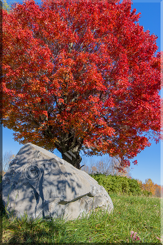 Falls Red Maples Beauty