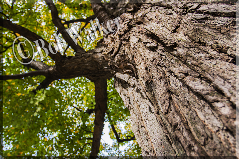 Looking Up At Age