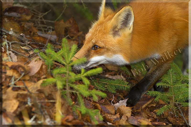 I Know That Vole Is In Here Somewhere 