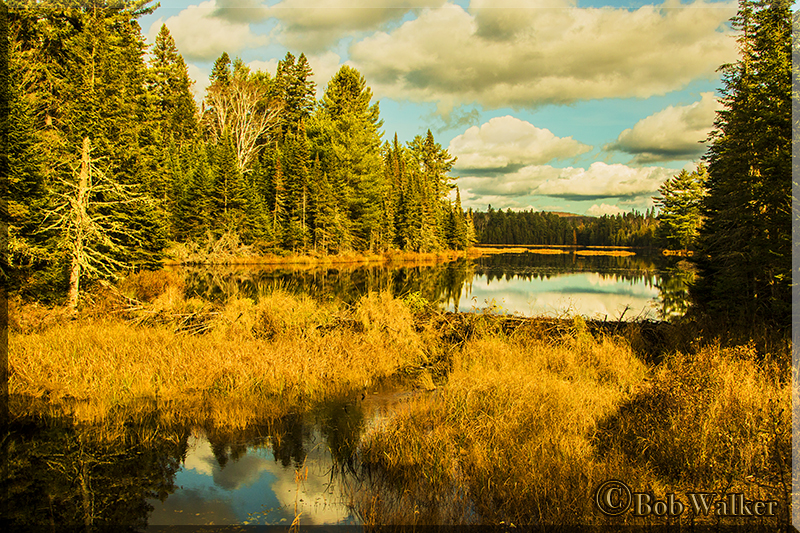 Beaver Dam And Pond