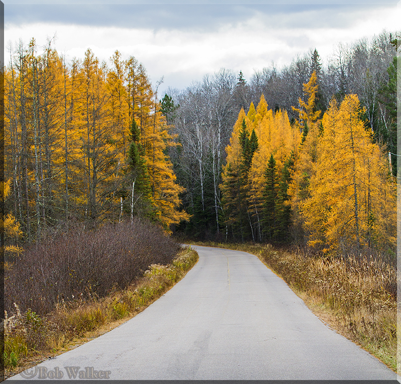 Tamarack Along Opeongo Road 
