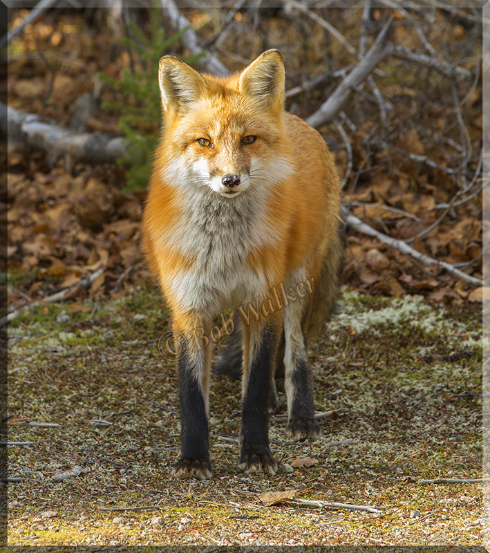 Face To Face With Mr. Fox