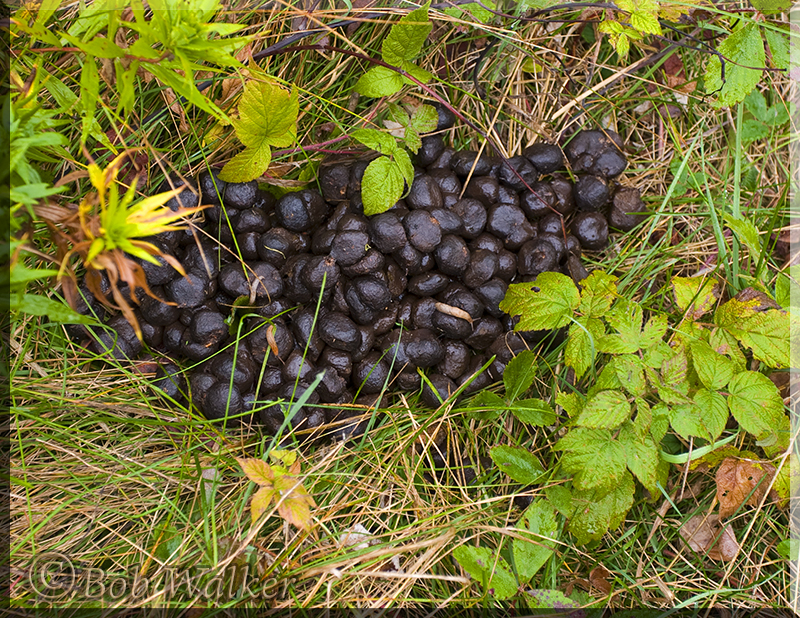 Moose Feces Pellets