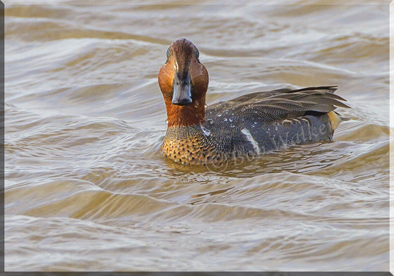 Green-winged Teal Looking At You 