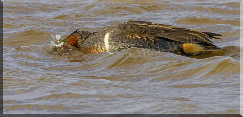 Green-wingeed Teal Foraging