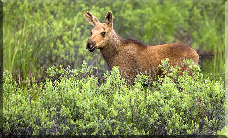 A Golden Calf Looks Through Brush