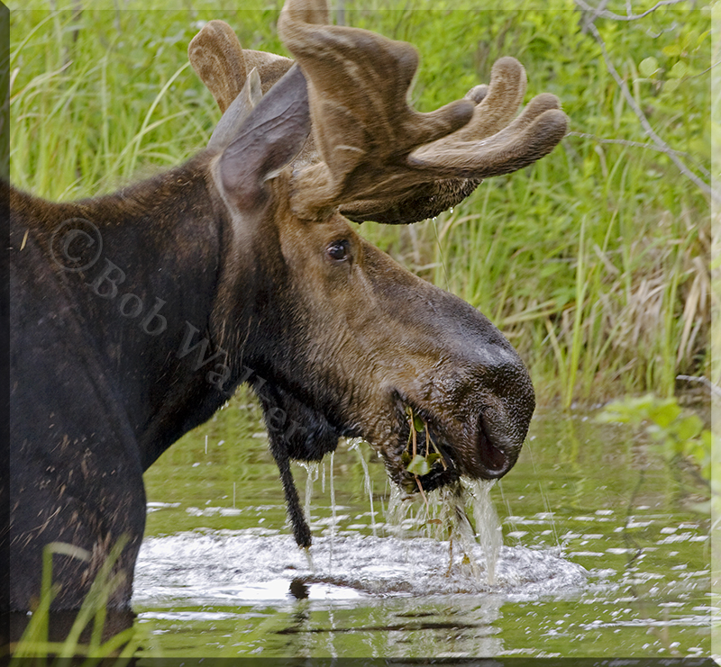 In The Spring The Bull Moose Enjoy The Succulent Water Vegetation  