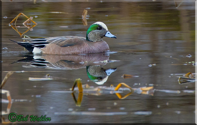  The American Wigeon A Dabbling Duck
