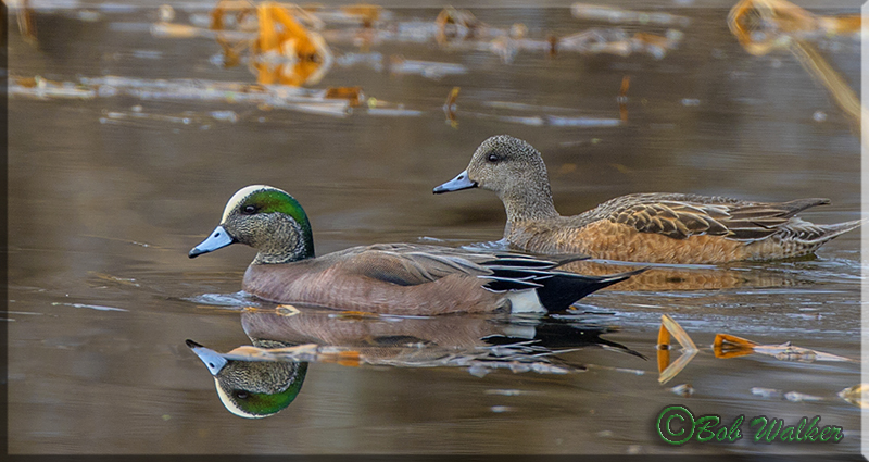 The Male & Female American Wigeons 