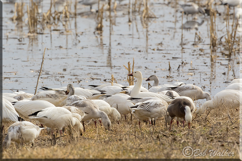 Snow Geese Foraging