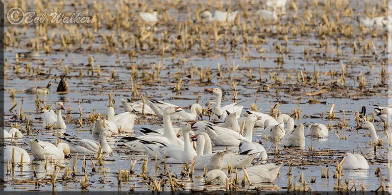 Snow Geese Can Become Quite Voicetrist 