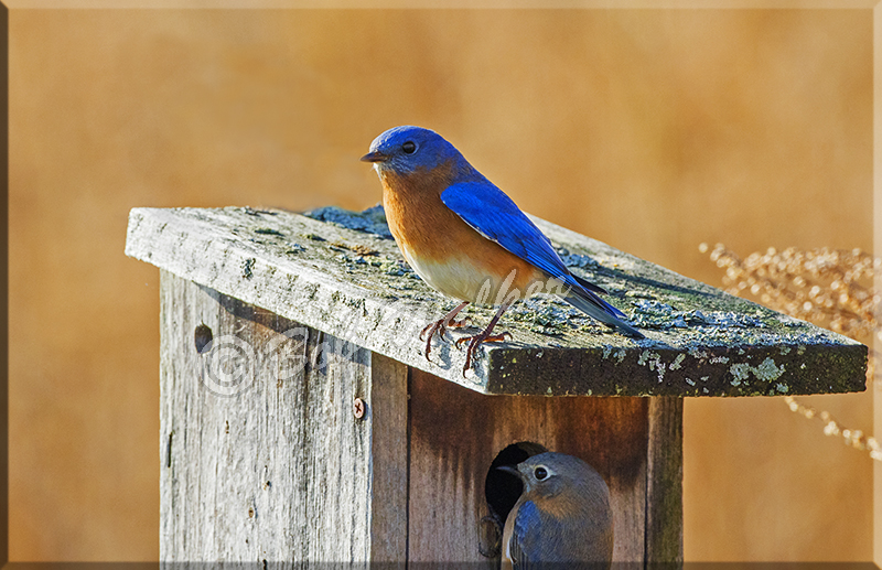 Nesting Time