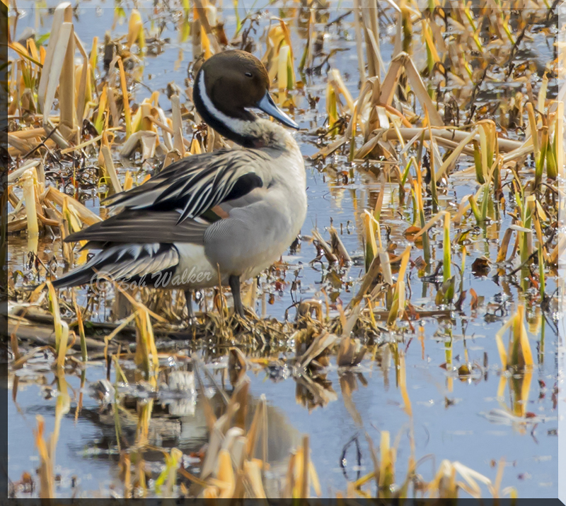 Northern Pintail Fluffing Up Its Down