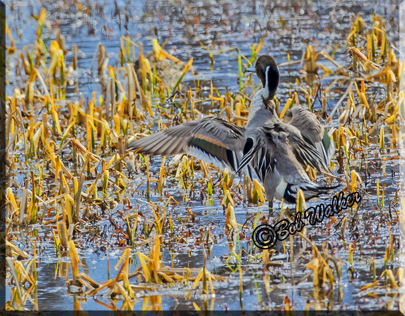 Northern Pintail Stretching
