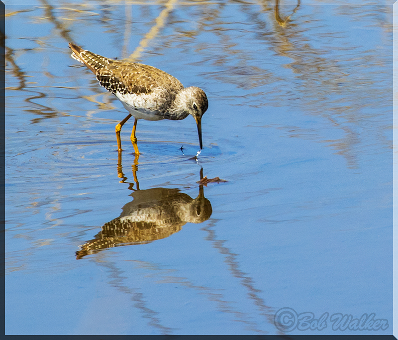 A Mirror Reflection 