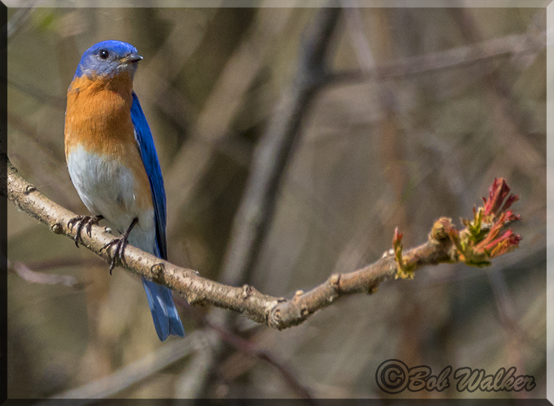 A Bluebird Out On A Limb 