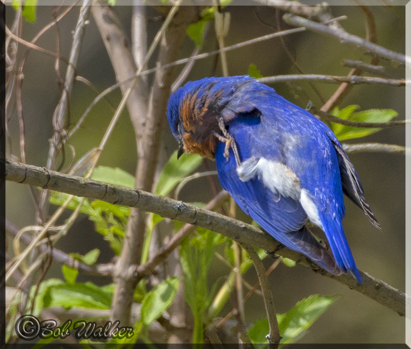 A Bluebird Has To Itch When A Bluebird Has To Itch 