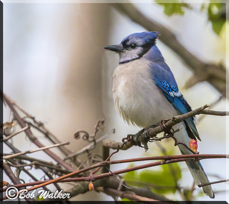 Just A Blue Jay Doing What A Blue Jays Does