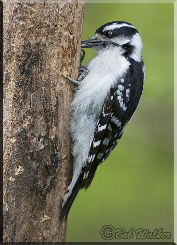 An Adult Downy Woodpecker Doing Its Thing 