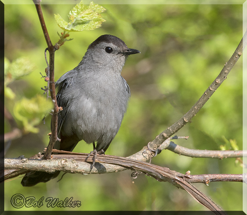 The Gray Catbird 