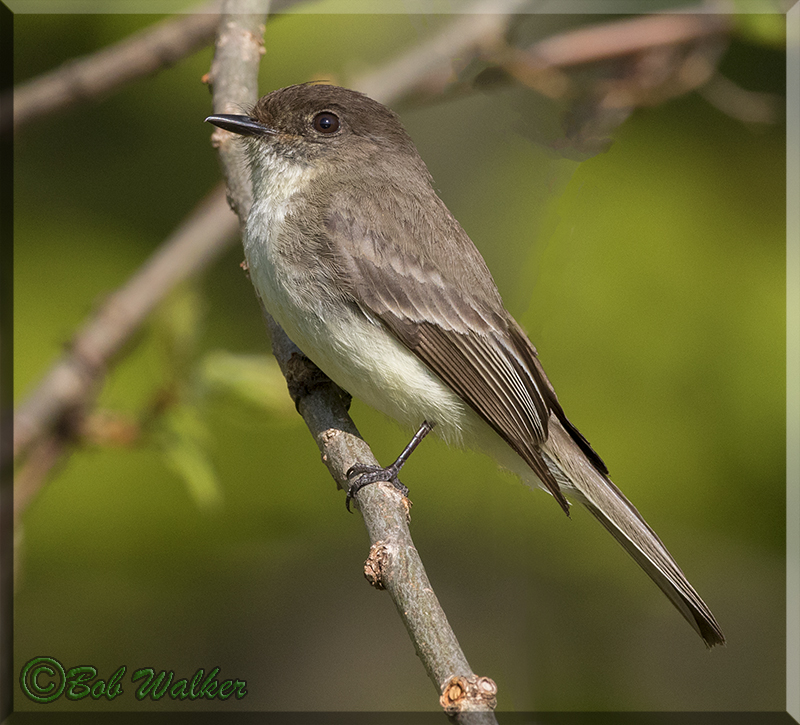 Eastern Phoebe Enjoying The Days Of Spring