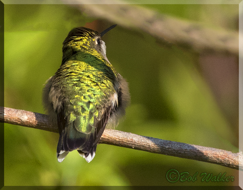 The Beautiful Back Of A Ruby-throated Hummingbird 