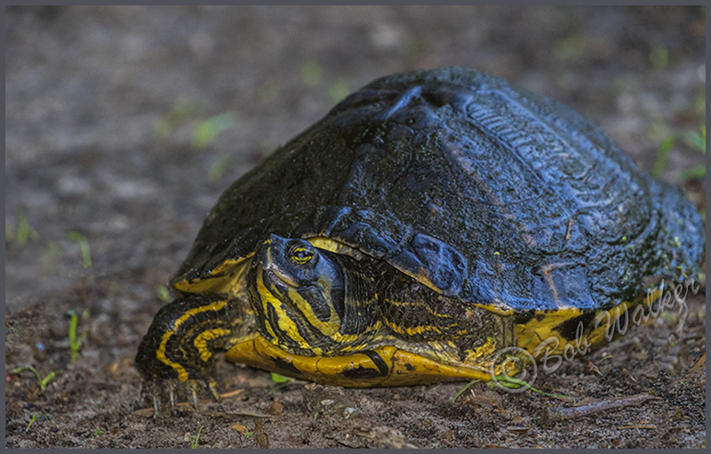 Big Old Yellow Bellied Turtle 