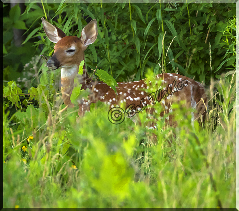 Fawn Asleep In The Tall Grass