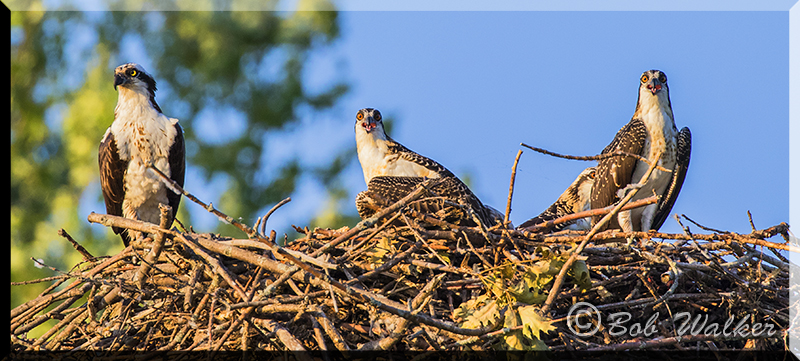The Nest Was Full