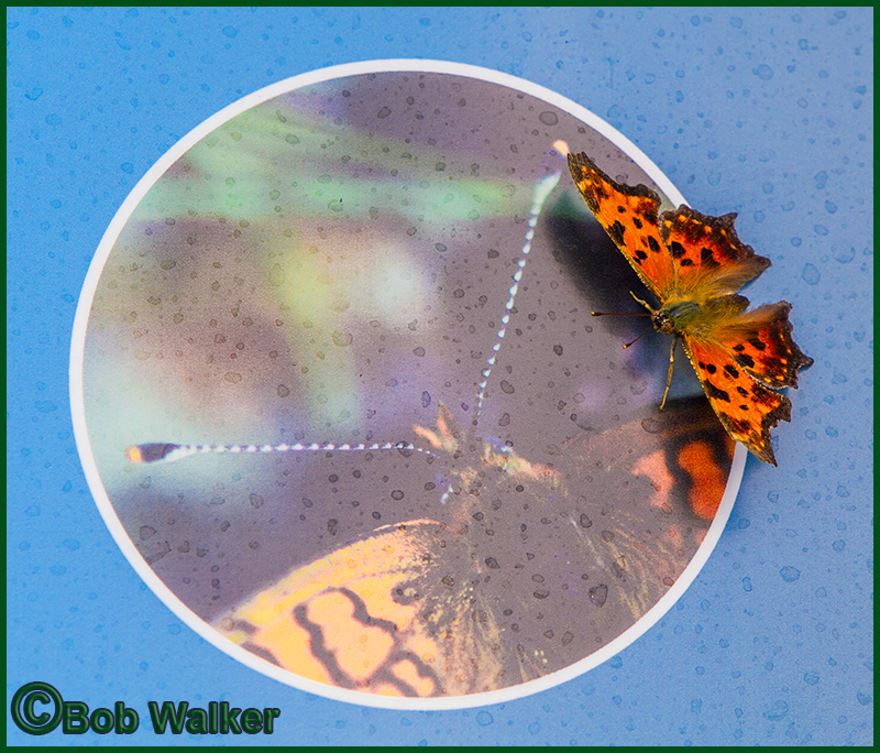 The Comma Seems To Think Its Looking In A Mirror