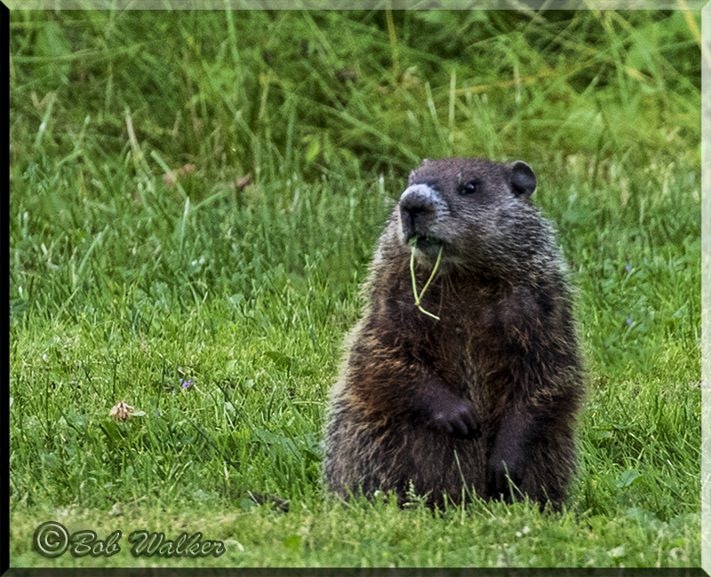 Woody Woodchuck A Regular Across From Our Campsite