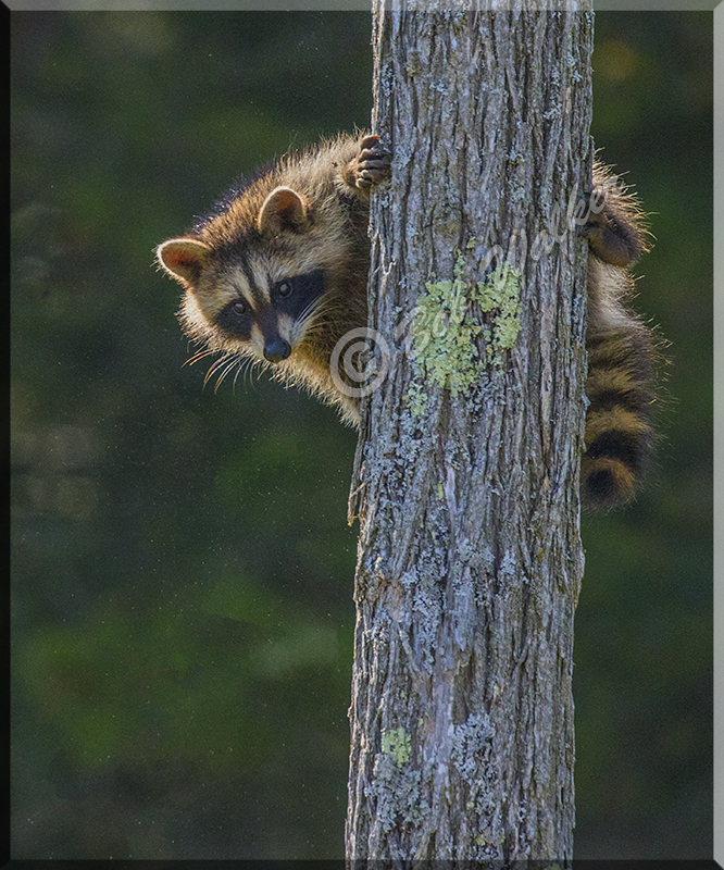 The Young Raccoon Making Its Way Down The Tree
